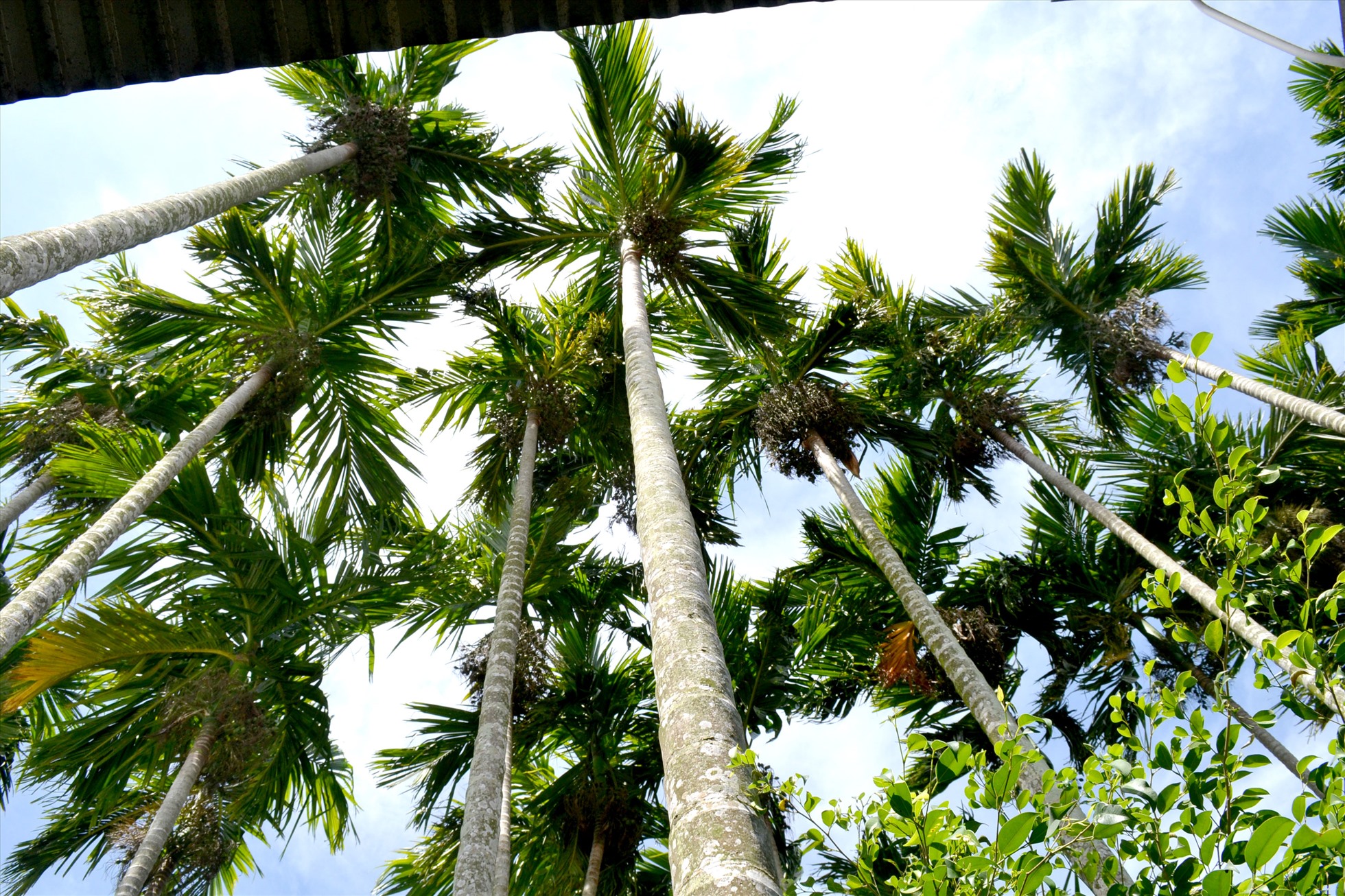 Quảng Ngãi, được biết đến là “thủ phủ” của cây cau. Mỗi hecta cau cho khoảng 12.500 mo, bán 1.000 đồng/mo, thu về 12,5 triệu đồng.