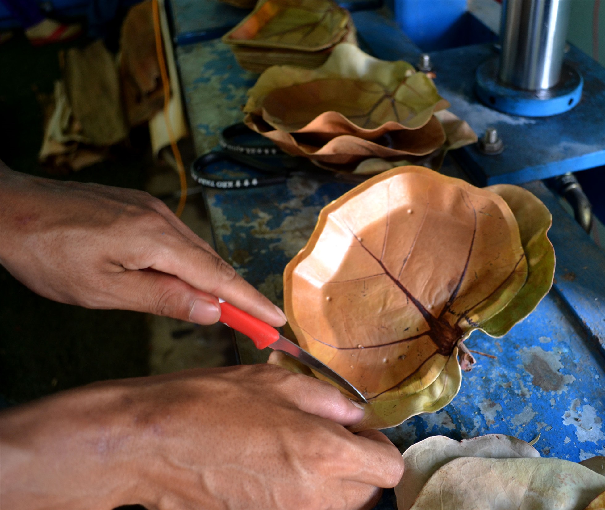 Lá tra sau khi được ép nhiệt khoảng 30 giây, người thợ mang ra cắt, tạo thành chiếc dĩa lá tra hình trái tim.