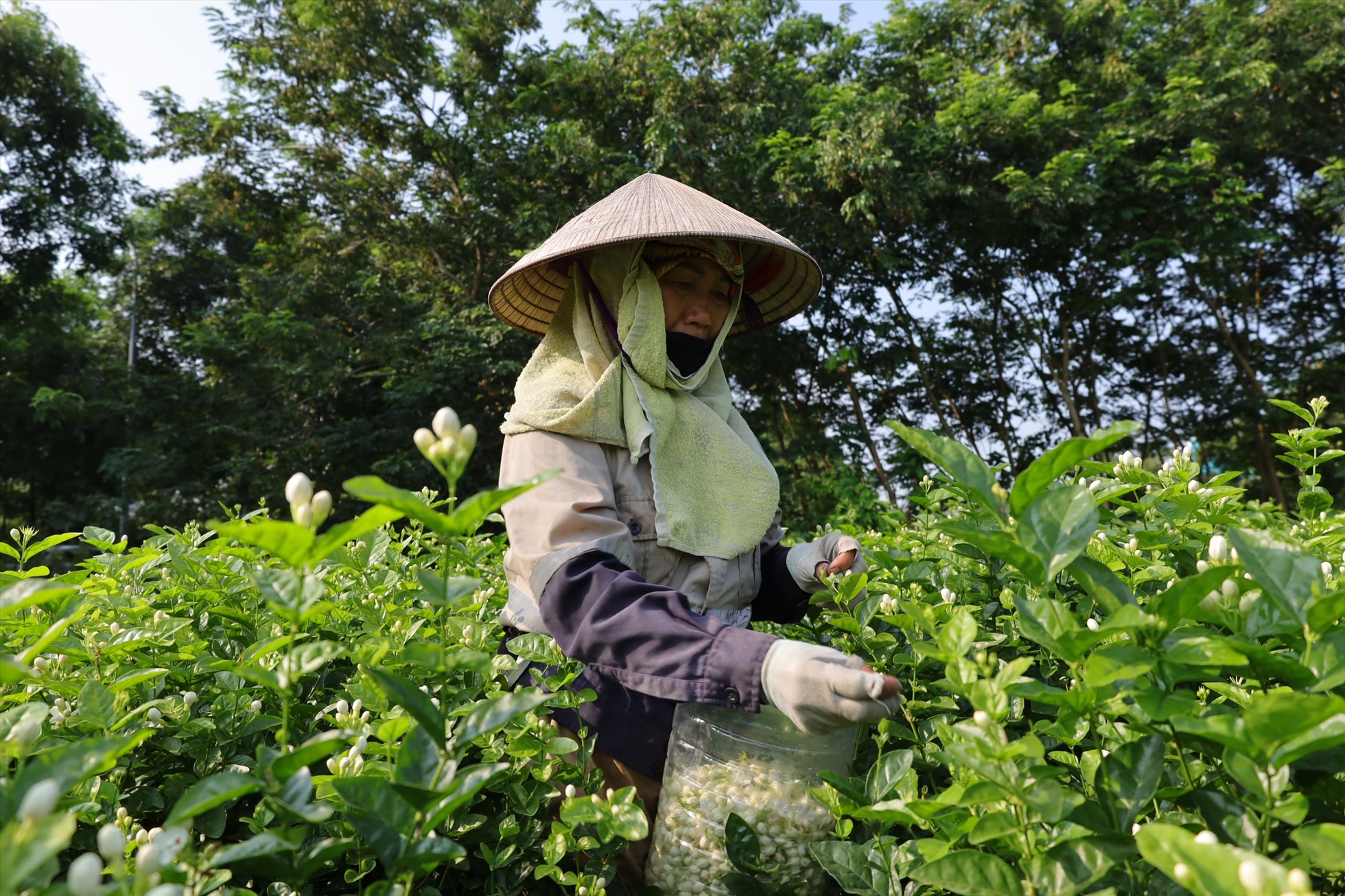 Việc thu hoạch hoa hoàn toàn được thực hiện thủ công. Ảnh: Nguyễn Thúy.