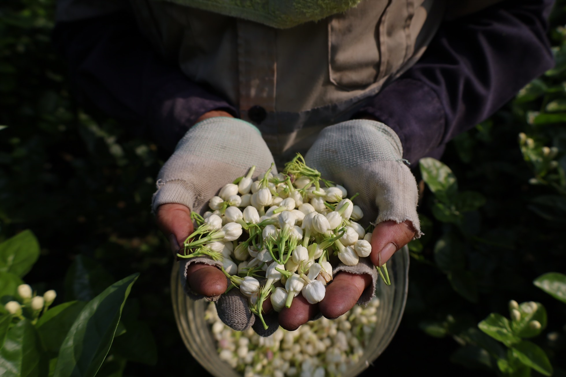 Người làm nghề phải phơi mình dưới nắng mưa 4 tiếng/ngày suốt 6 tháng để thu hoạch hoa. Ảnh: Nguyễn Thúy.