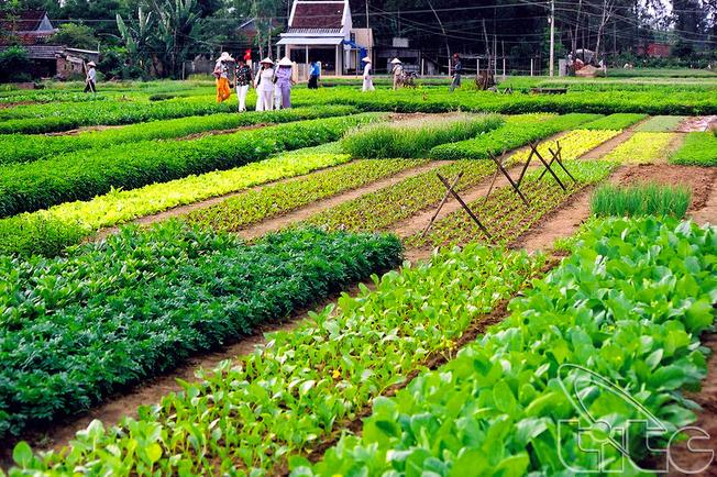 Không gian xanh mướt, trong lành và thơm ngát hương thơm của các loại rau xanh Ảnh: Vietnamtourism