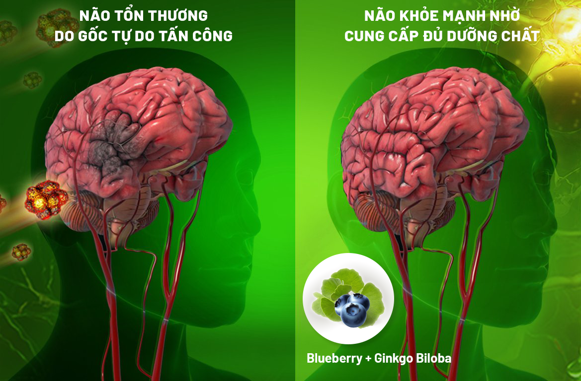 Sự kết hợp giữa Blueberry và Ginkgo Biloba (có trong OTiV) giúp chống gốc tự do, hoạt huyết não, giúp bảo vệ não bộ cho người lớn tuổi. Ảnh: ECO
