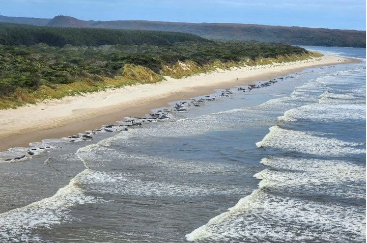 Cá voi hoa tiêu mắc cạn trên bờ biển phía tây Tasmania, Australia. Ảnh: Cơ quan môi trường và nguồn lực tự nhiên Tasmania