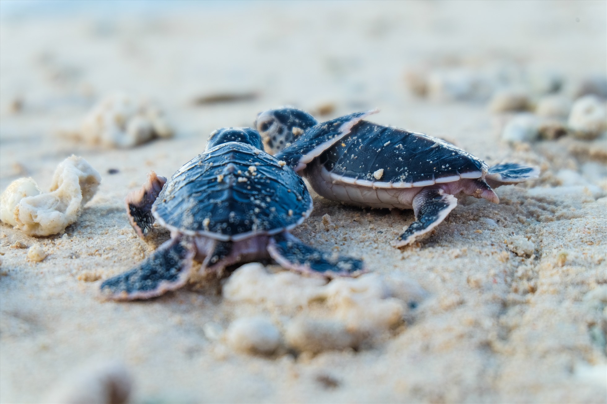 Ban Quản lý Vườn Quốc gia Côn Đảo cũng đã ban hành Quy định Bảo vệ sinh cảnh, bãi đẻ của rùa biển gắn với hoạt động sinh thái Vườn Quốc gia Côn Đảo. Trung bình mỗi tháng, đơn vị phục vụ khoảng 700 lượt khách đến tham quan, trải nghiệm xem rùa đẻ trứng.