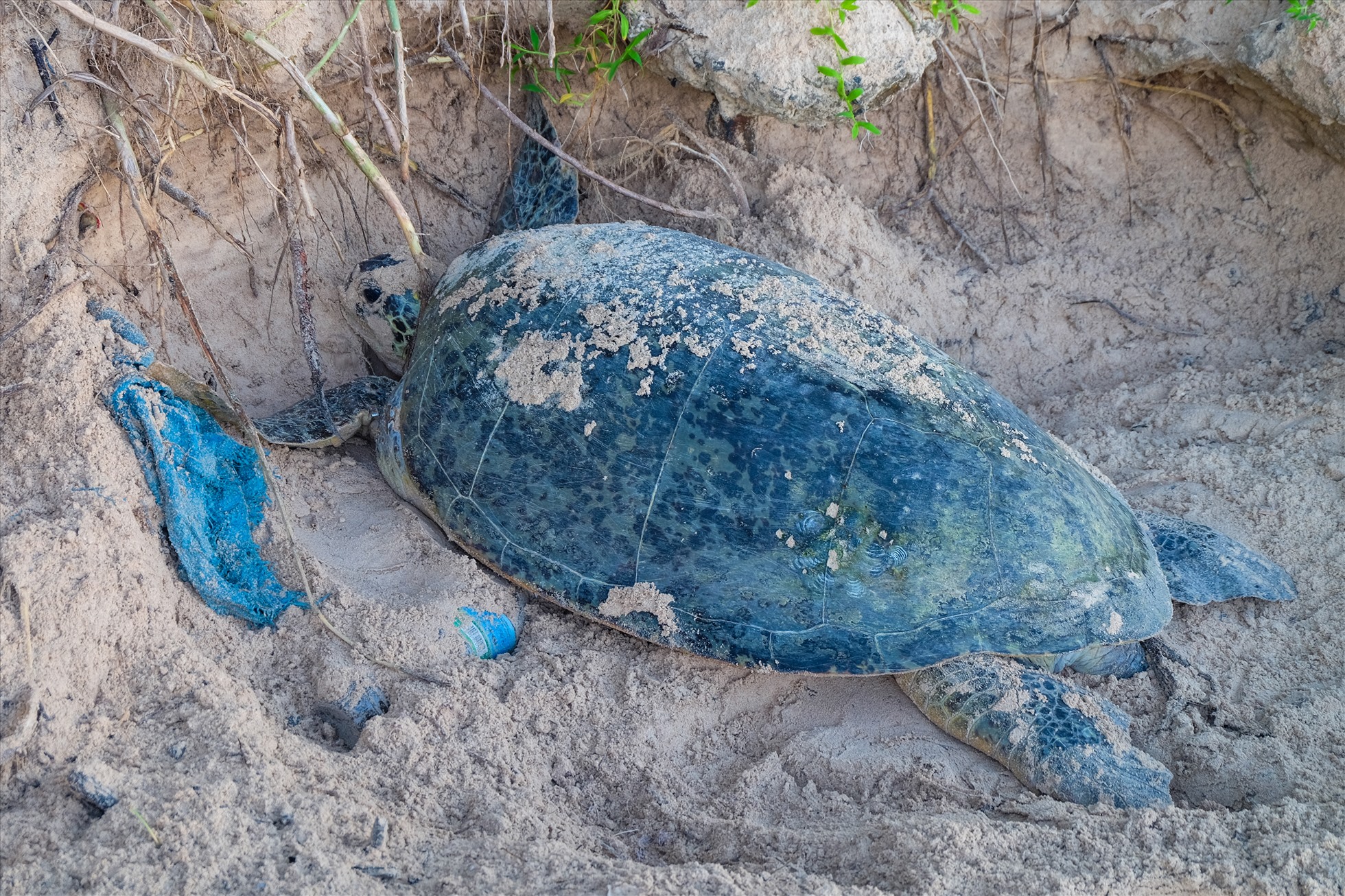 Trung bình mỗi năm, có trên 450 rùa mẹ lên các bãi cát thuộc Vườn quốc gia Côn Đảo làm tổ, đẻ trứng. Vào những tháng cao điểm mùa rùa đẻ trứng, một số bãi biển lớn như Hòn Bảy Cạnh, Hòn Tre Lớn, mỗi đêm có khoảng 30 đến 40 rùa mẹ lên làm tổ đẻ trứng với khoảng 150.000 rùa con được cứu hộ, nở và thả về biển.