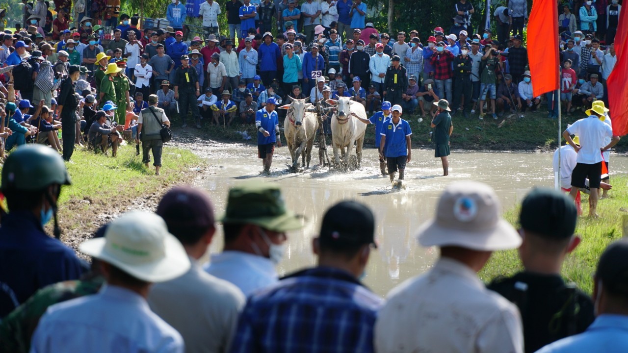 Theo ghi nhận của phóng viên, từ sáng sớm tại sân đua bò xã Vĩnh Trung, gần chùa Thơ Mít (Tịnh Biên, An Giang) đã thu hút hàng chục nghìn lượt khán giả đến tham gia, hưởng ứng lễ hội truyền thống của đồng bào dân tộc Khmer Nam Bộ.