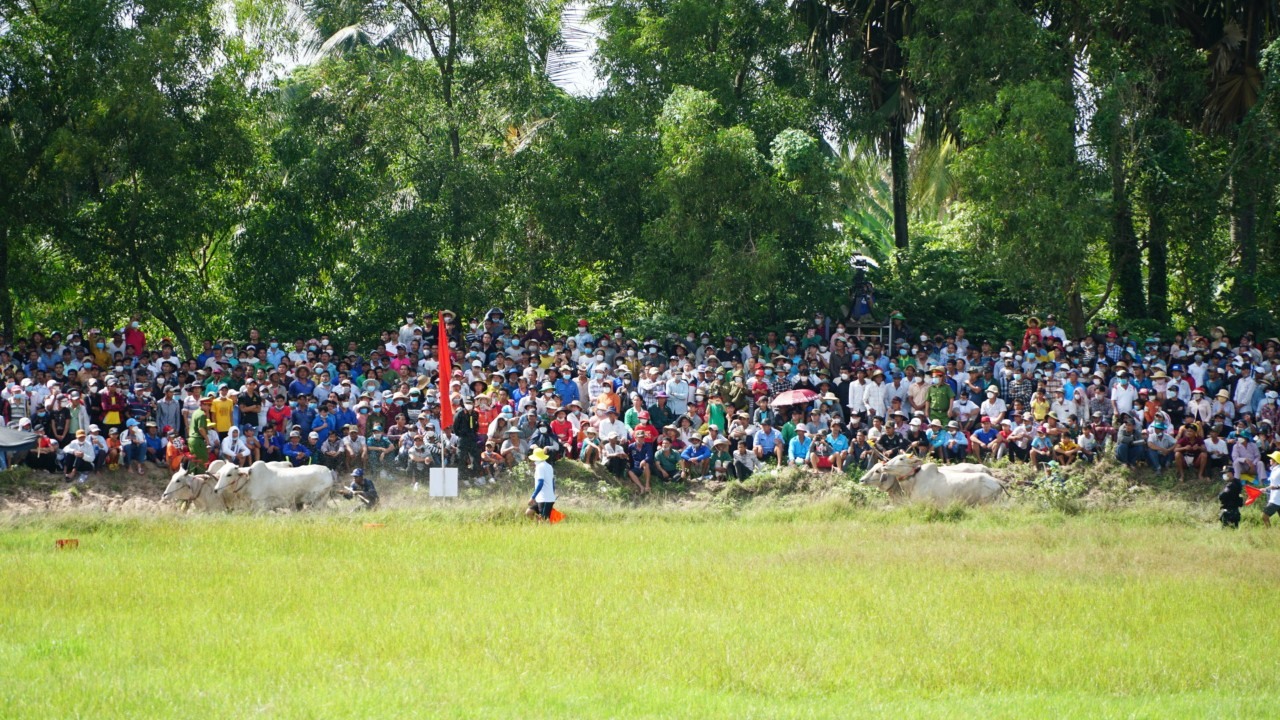 Hội đua bò Bảy Núi năm nay có sự tham gia tranh tài của 56 đôi bò đến từ các huyện trong tỉnh An Giang, đã được tuyển chọn đại diện cho các phum sóc và xuất sắc vượt qua vòng thi đấu cấp huyện.