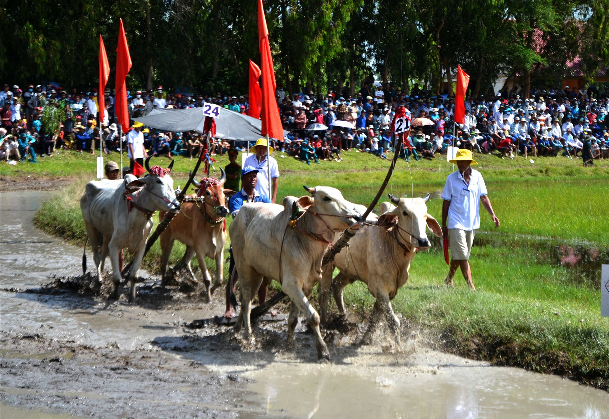 Hội đua bò Bảy Núi năm 2022 tranh cúp Truyền hình An Giang diễn ra tại sân đua bò xã Vĩnh Trung (huyện Tịnh Biên). Ảnh: LT