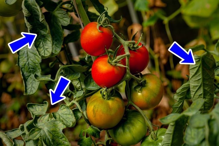 Lá cà chua có tác dụng đuổi côn trùng mà không gây ảnh hưởng đến môi trường và sức khỏe. Ảnh: Bright side