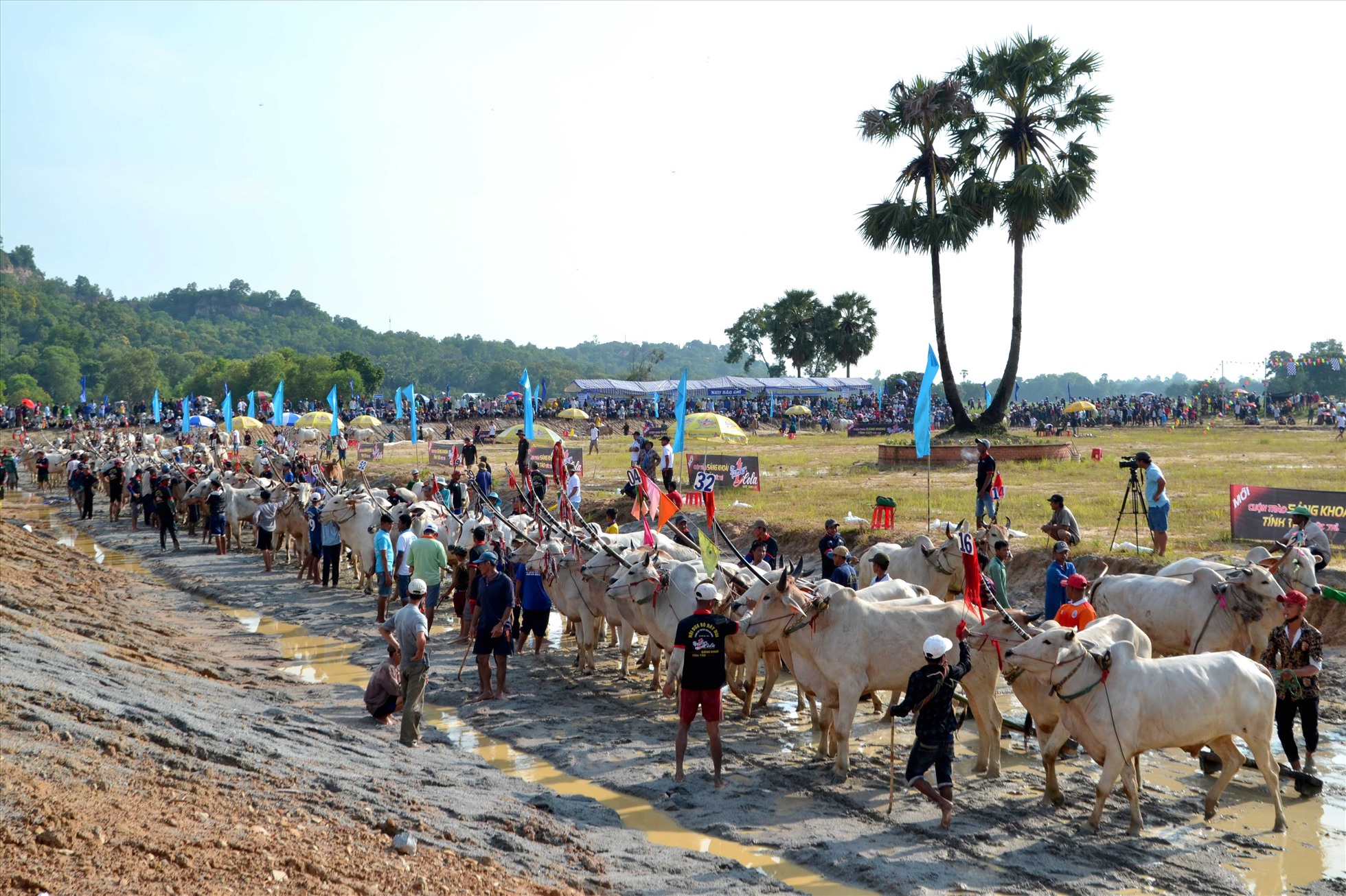 Hội đua bò Bảy Núi ở tỉnh An Giang diễn ra vào dịp lễ Sene Dolta. Ảnh: LT