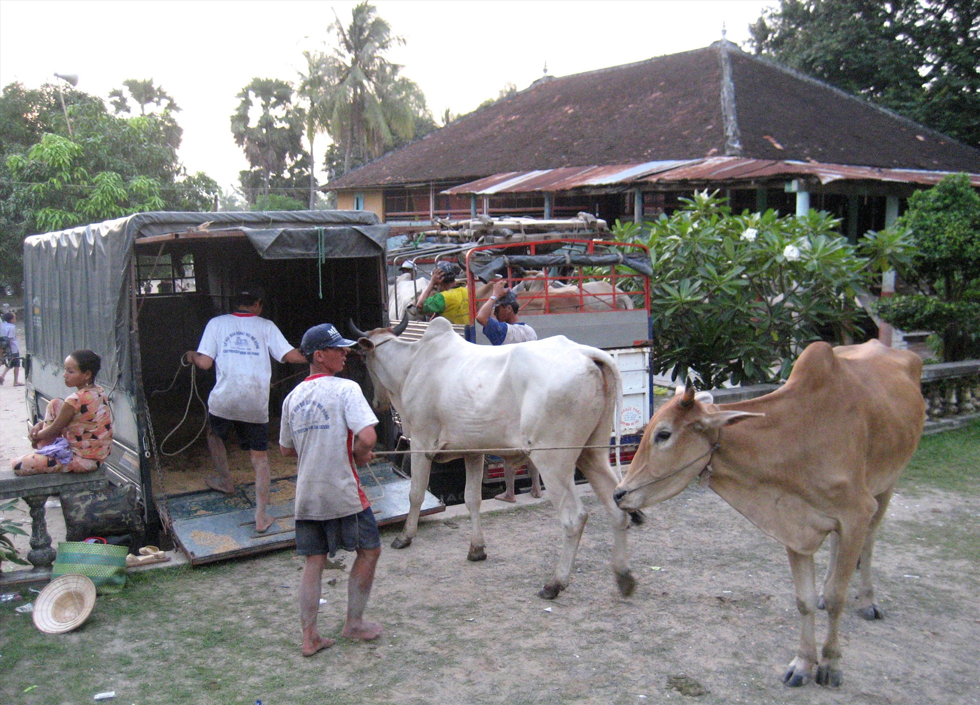Đến với hội đua bò Bảy Núi, người xem còn được trải nghiệm văn hóa của đồng bào Khmer với việc xem bò như thú cưng (PET). Các chủ bò bỏ tiền thuê xe tải chở bò đến sân đua. Ảnh: LT