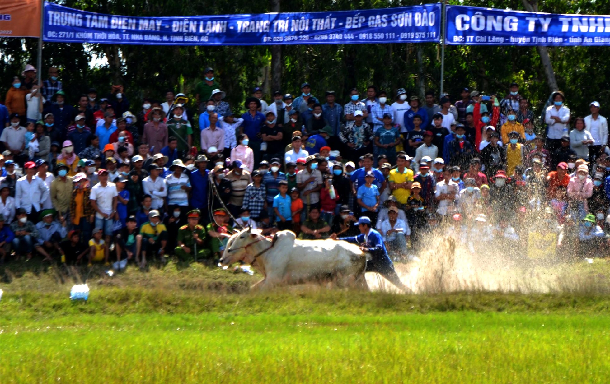 Đặc biệt trong lần đua lần này được xem là những cuộc soán ngôi so tài nẩy lửa giữa các đôi bò vang danh nhất vùng Bảy Núi. Đầu tiên là sự kiện đôi bò mang số đeo 60 của ông Nguyễn Thành Tài (Châu Lăng – Tri Tôn) đã biến đôi bò mang số đeo 51 của ông Nguyễn Văn Liệt (An Phú – Tịnh Biên) trở thành cựu vô địch Hội đua bò Bảy Núi 2 năm gần nhất. Ảnh: LT