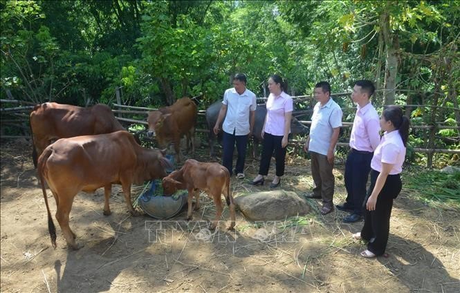 Cán bộ NHCSXH huyện Mường La tham quan mô hình phát triển kinh tế của gia đình ông ông Lèo Văn Binh (ngoài cùng bên trái) ở tiểu khu Hua Ít, thị trấn Ít Ong, huyện Mường La.