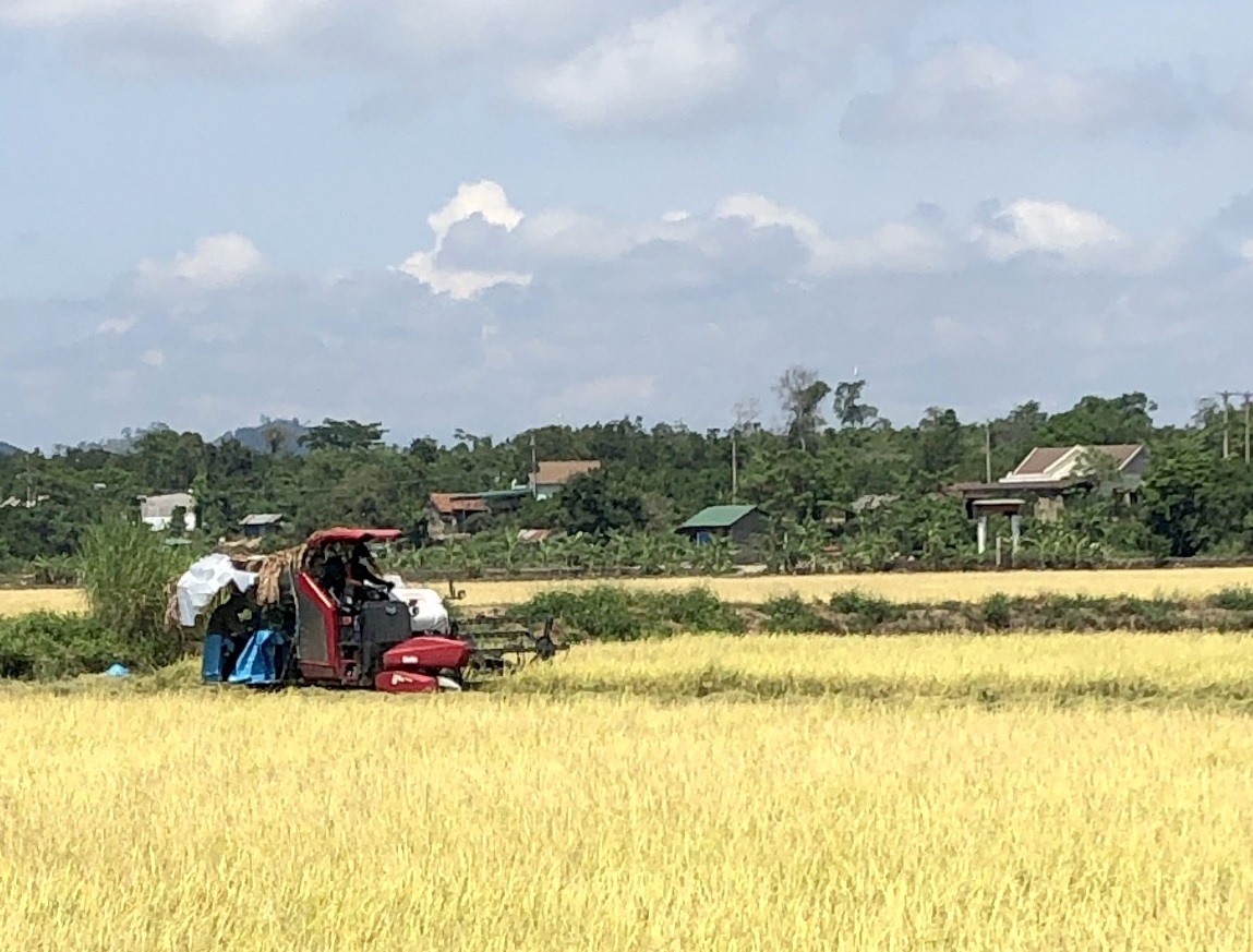 Người dân vùng trũng tăng tốc thu hoạch lúa với phương châm xanh nhà còn hơn già đồng. Ảnh: PNN