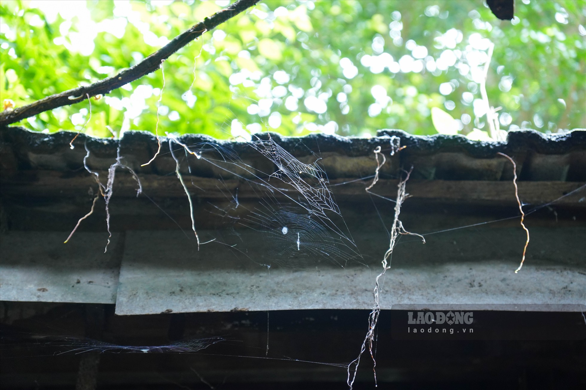Mạng nhện giăng kín khu vực trần nhà.