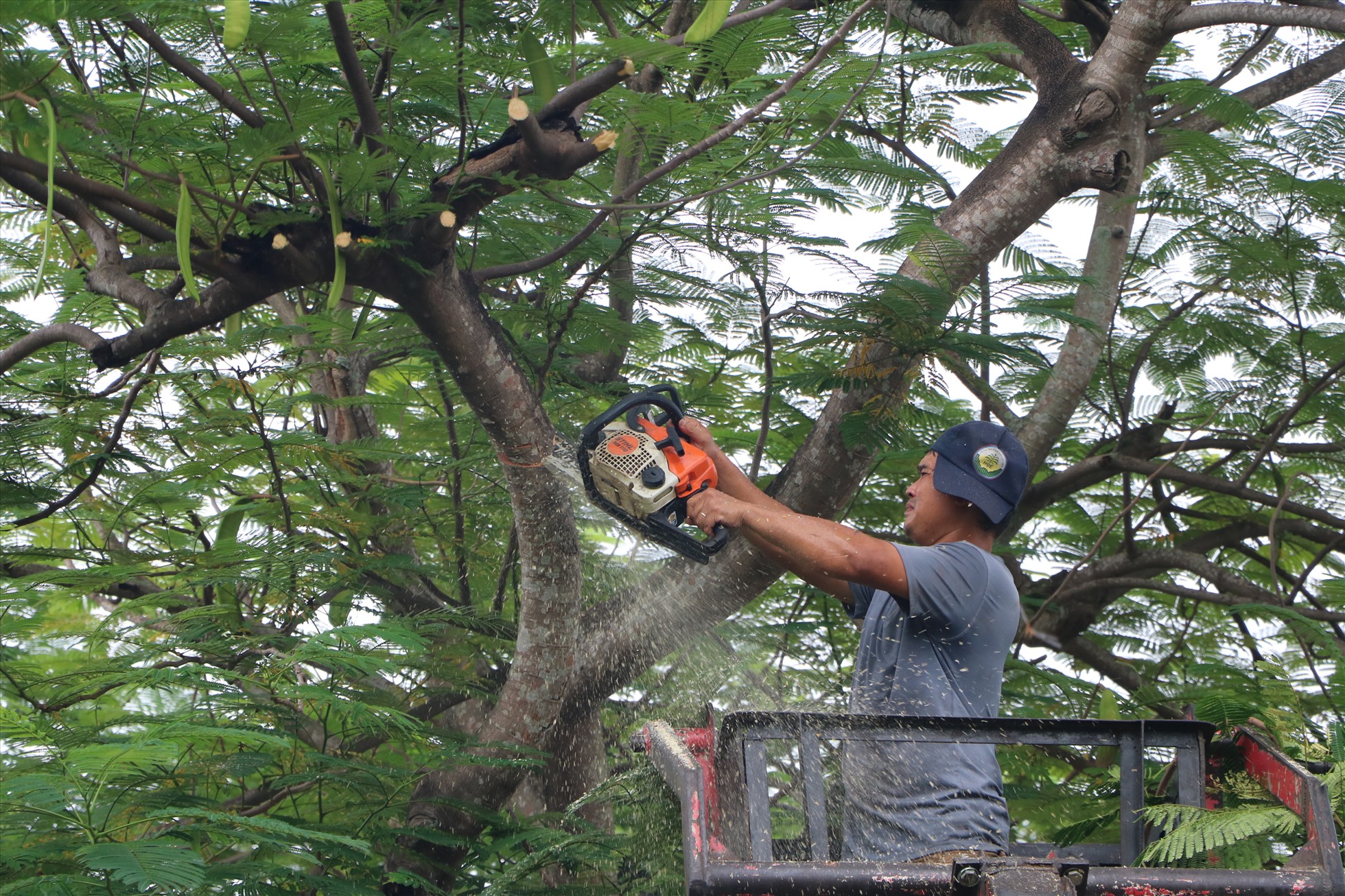 Công nhân cắt tỉa cây xanh, dọn vệ sinh trước khi bão đổ bộ.