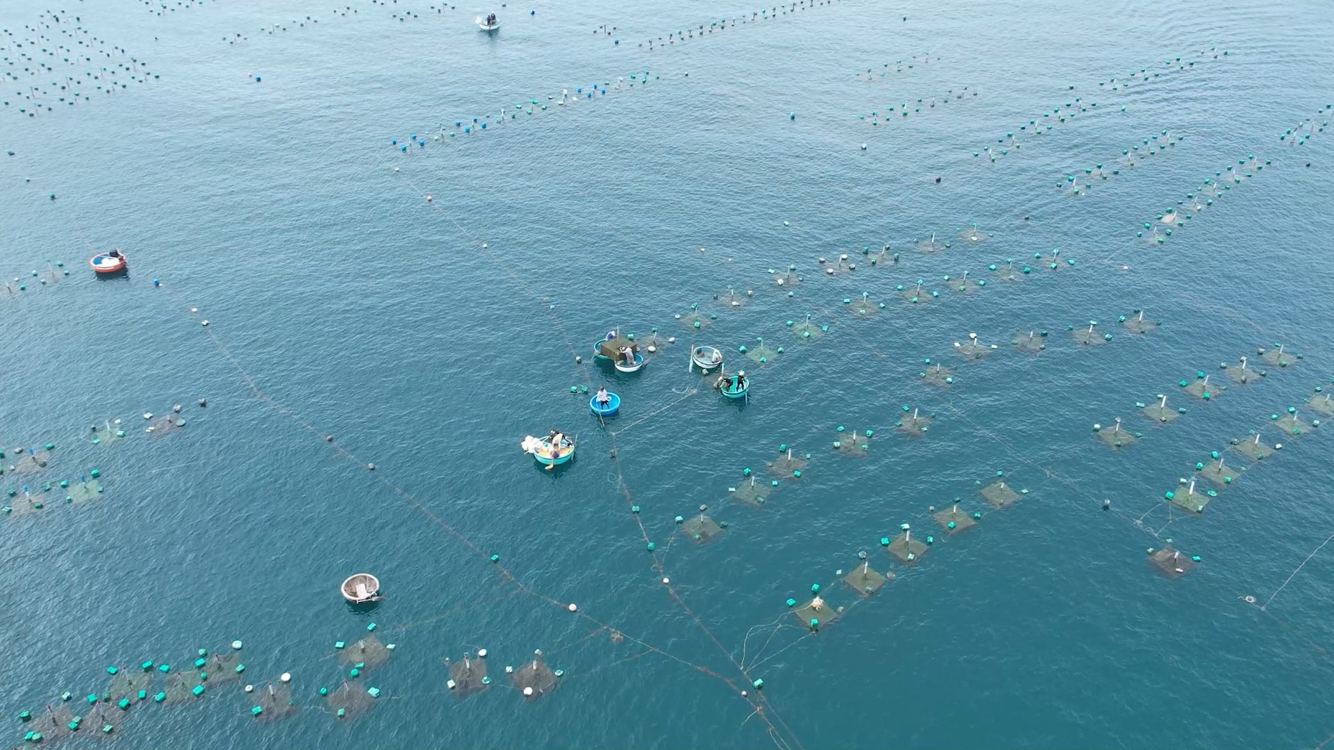 Hàng nghìn lồng tôm hùm dưới biển ở Phú Yên đang được di chuyển tránh bão Noru.