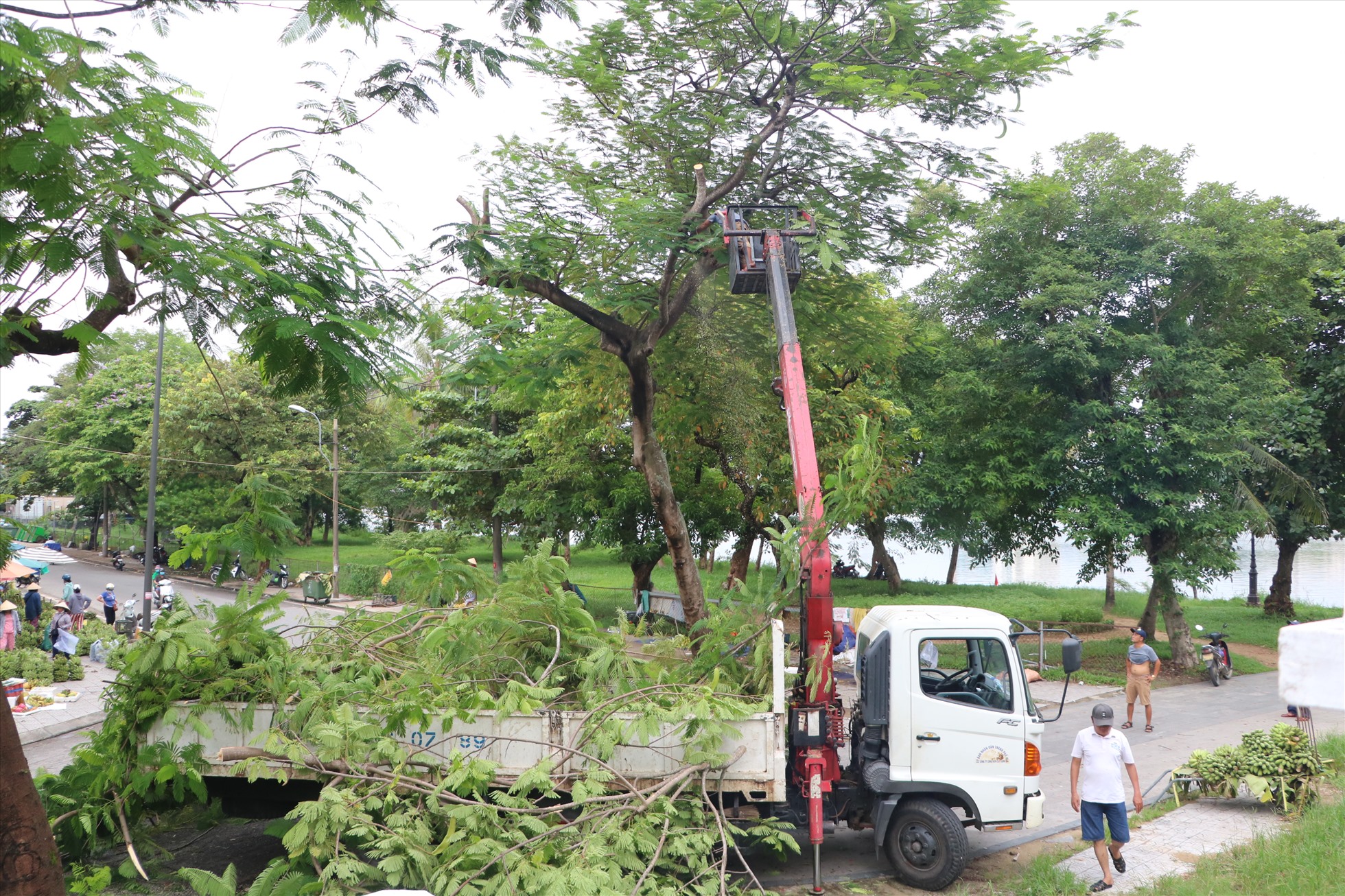 UBND tỉnh Thừa Thiên Huế đã chỉ đạo UBND các huyện, thị xã và TP. Huế, Trung tâm Công viên cây xanh triển khai cắt tỉa, gia cố cây xanh tại các khu đô thị.