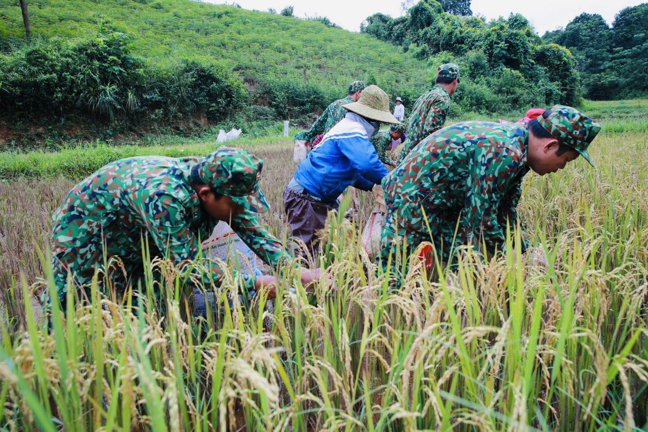 Cán bộ chiến sĩ Đồn Biên phòng Hướng Lập gặt lúa giúp dân. Ảnh: Lâm Hưng Thơ