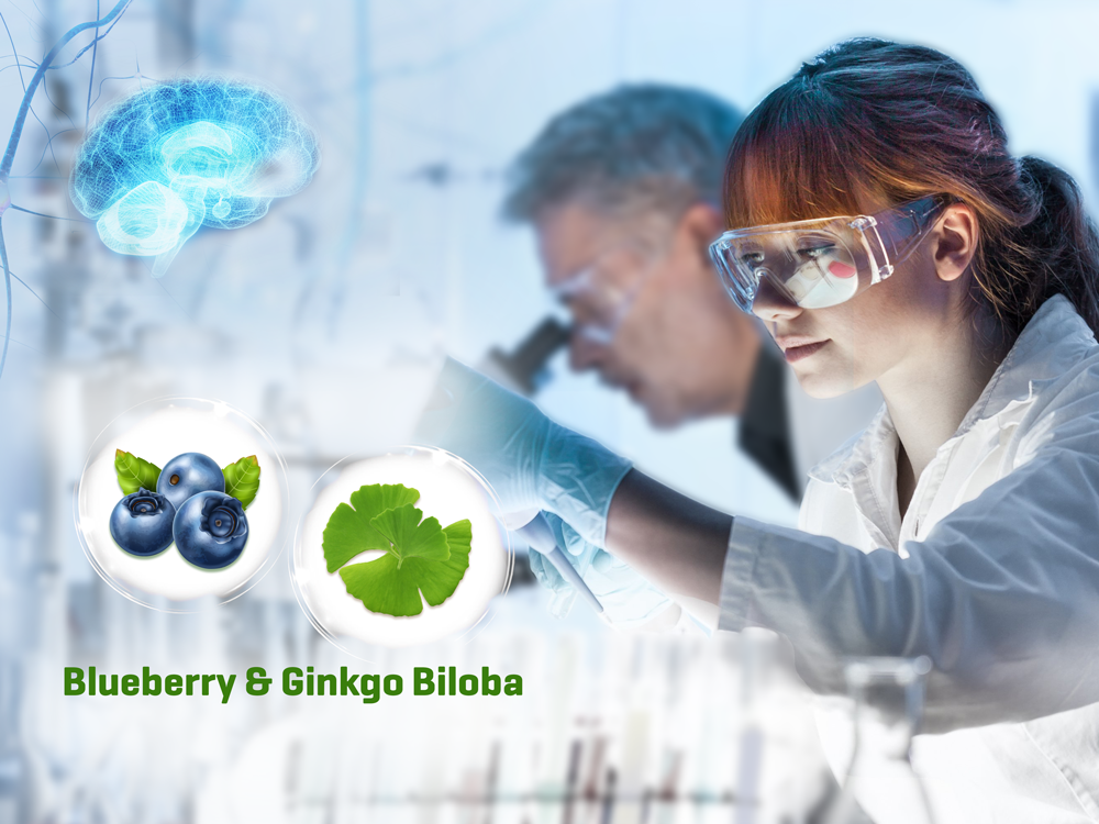 Bộ đôi Blueberry và Ginkgo Biloba (có trong OTiV) giúp cải thiện chứng đau đầu, mất ngủ, phòng ngừa đột quỵ hiệu quả. Ảnh: Ecogreen