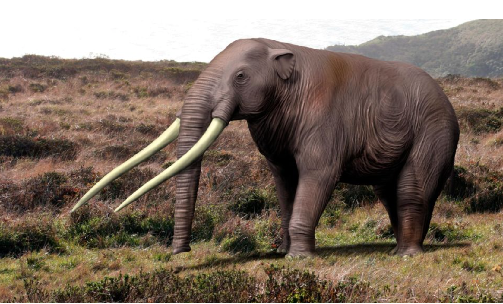 Loài voi Gomphothere đã tuyệt chủng ở miền Nam Chile từ hàng nghìn năm trước. Ảnh chụp màn hình