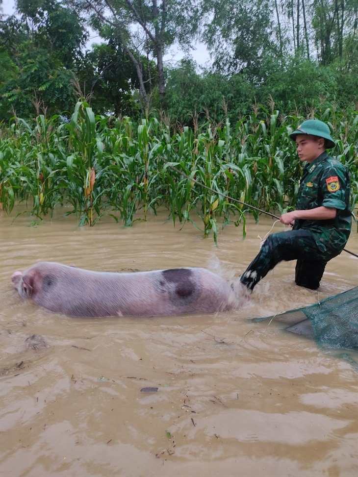 Các chiến sỹ giúp dân di dời gia súc, gia cầm. Ảnh: Quỳnh Trang