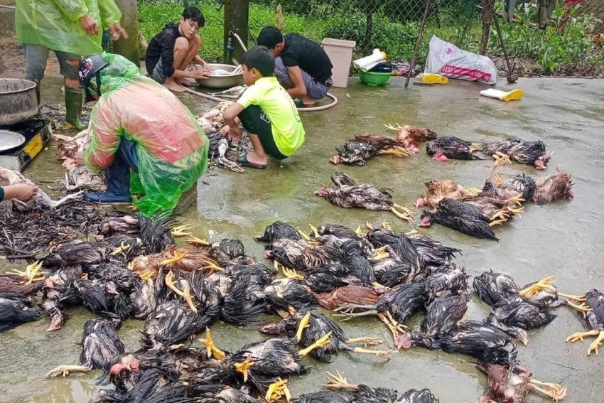Gia cầm của hộ dân ở xã Thanh Ngọc (huyện Thanh Chương, Nghệ An) chết do nước dâng lên nhanh. Ảnh: Quỳnh Trang