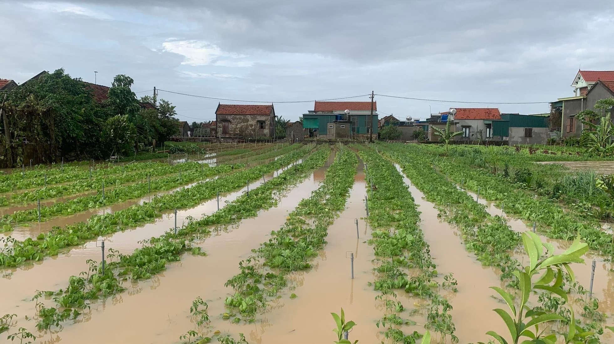 Ruộng rau của gia đình bà Nguyễn Thị Hoa trú tại xã Quỳnh Minh (huyện Quỳnh Lưu) bị ngập sau mưa lớn. Ảnh: Quỳnh Trang