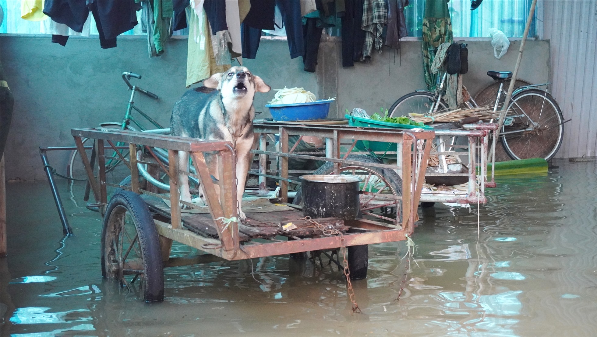 Nước ngập lên đến nhà, người dân phải cho động vật lên chỗ cao để tránh trú. Ảnh: Q.D