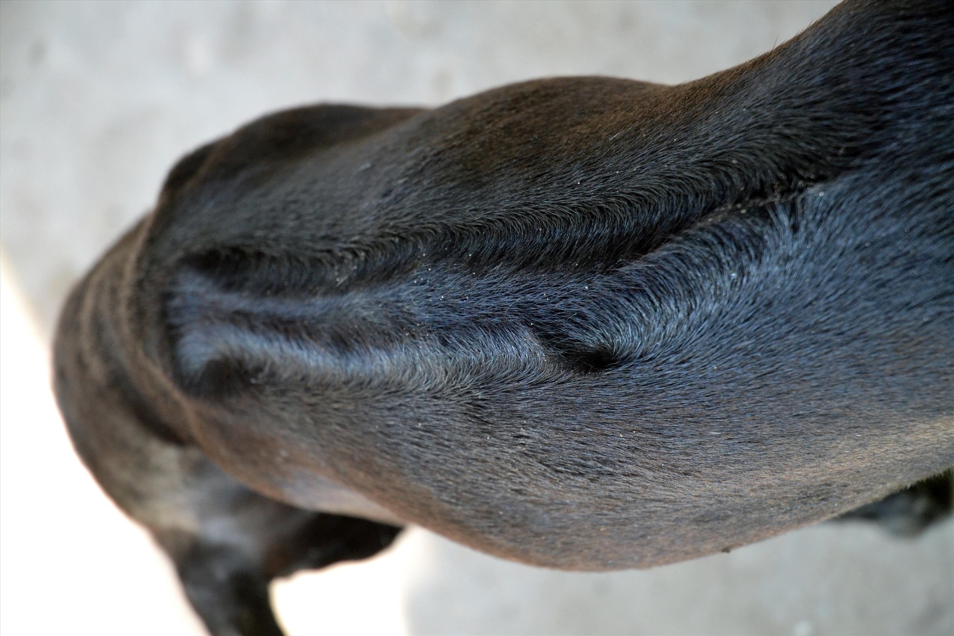 Xoáy lông trên lưng chó Phú Quốc.
