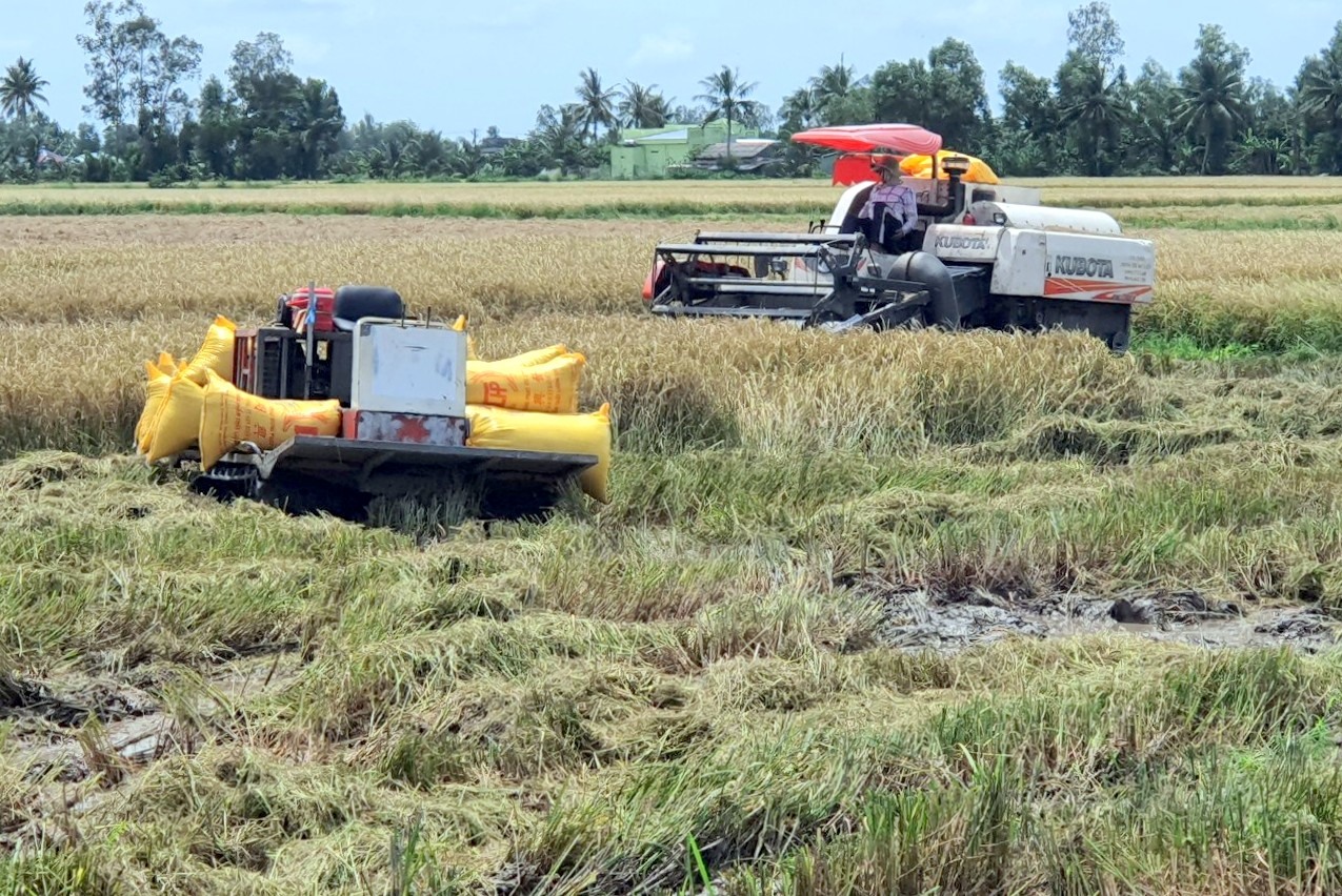 Nông dân đến hạn thu hoạch lúa, nhưng các chủ máy gặt khó mua dầu khiến công tác thu hoạch gặp khó khăn. Ảnh: Nhật Hồ