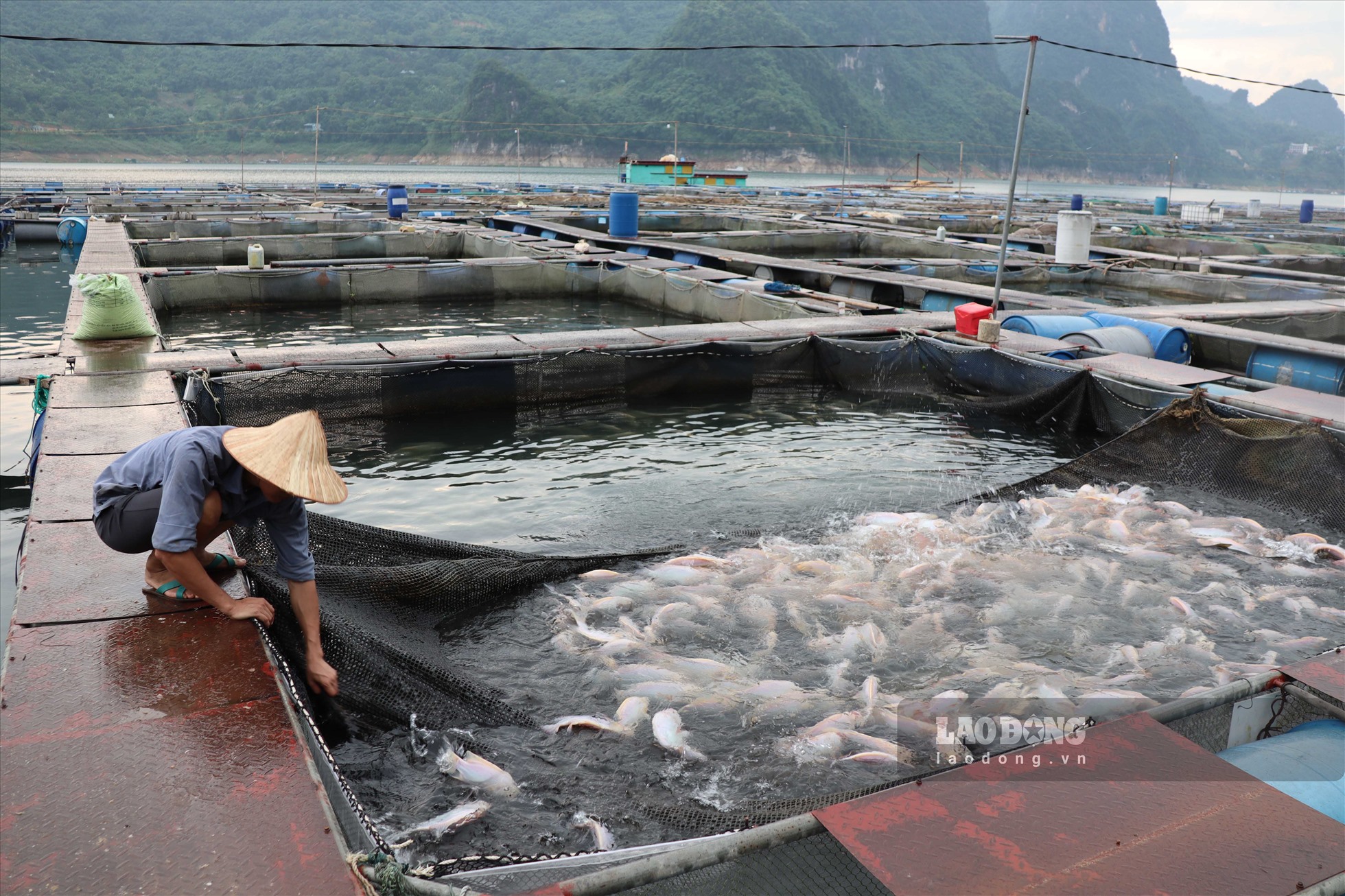 Trang trại nuôi cá lồng Cường Thịnh Fish được hình thành từ năm