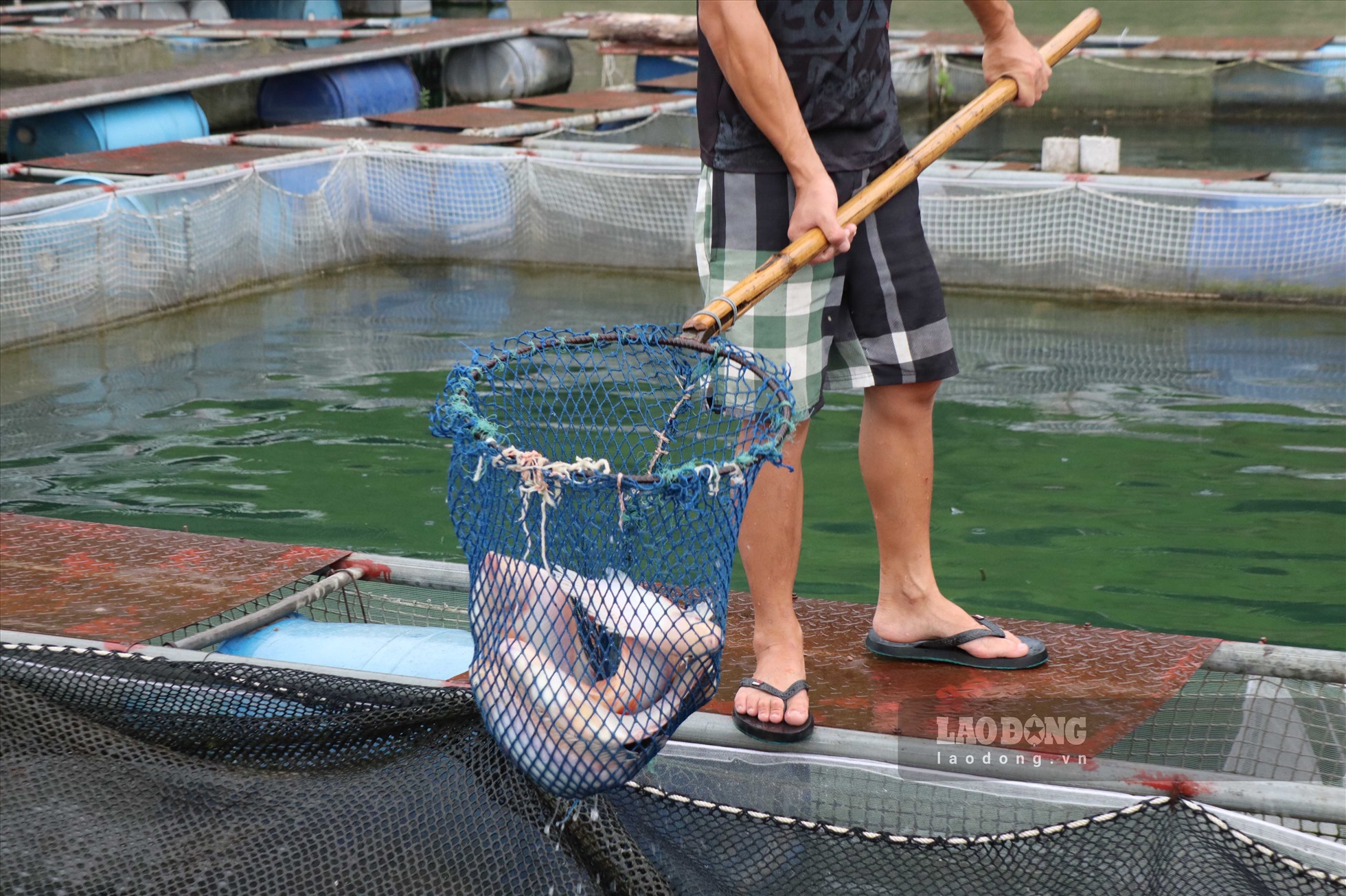 Với khoảng 200 lồng cá, hàng năm trang trại này xuất ra thị trường gần 500 tấn cá và được nhiều thực khách tại các siêu thị lớn lựa chọn, tin dùng.