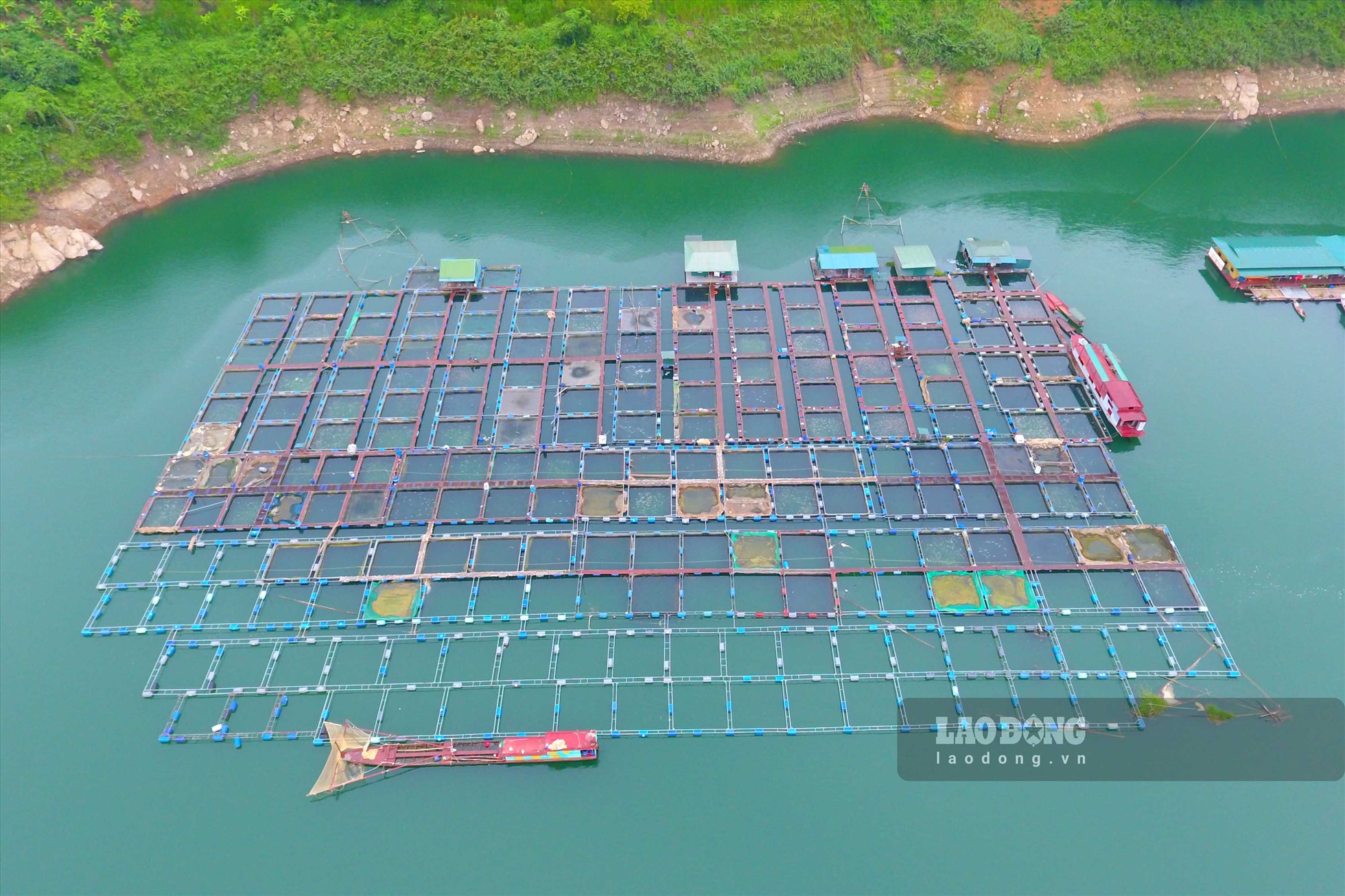 Cách cảng Bích Hạ (xã Hòa Bình, TP Hòa Bình) 30 phút đi thuyền, trang trại nuôi cá của Công ty TNHH Cường Thịnh (Cường Thịnh Fish) là nơi nuôi cá lồng lớn nhất tỉnh Hòa Bình.