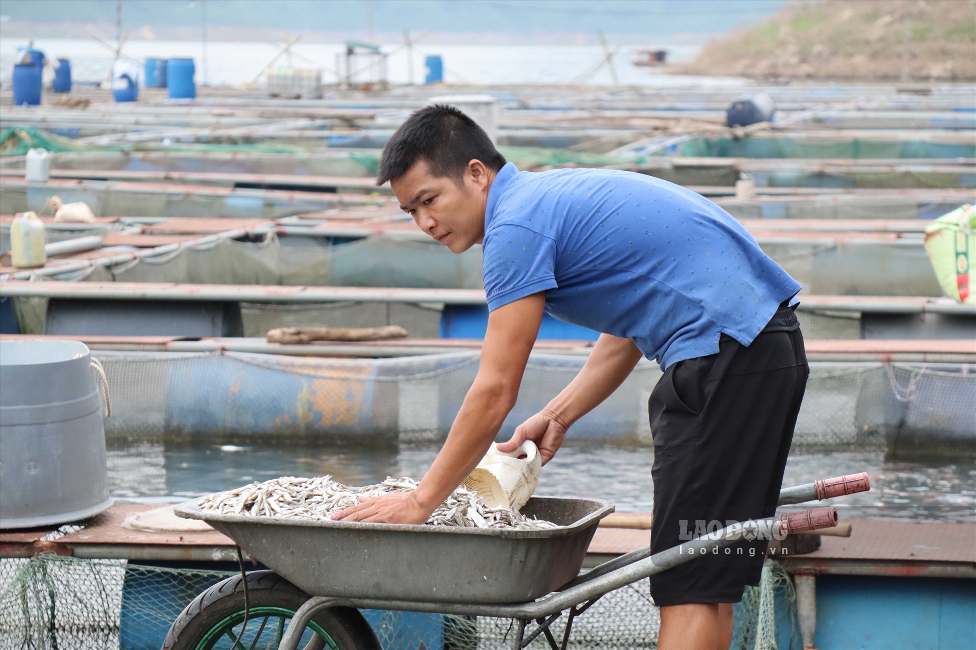 Phát triển nuôi cá lồng vùng hồ cũng đã tạo việc làm và thu nhập ổn định cho hơn 5.000 lao động. Từ đó, nâng cao chất lượng đời sống của người dân vùng lòng hồ Hòa Bình.