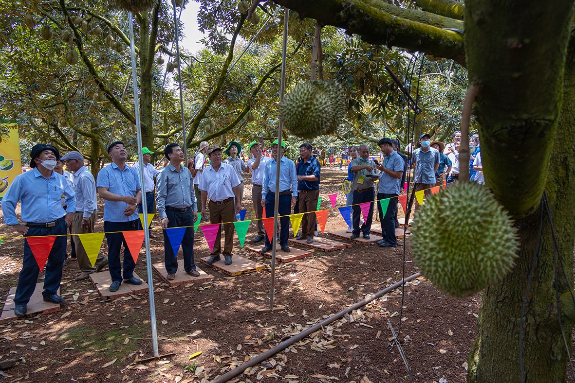 Du khách được tham gia trải nghiệm Lễ hội sầu riêng Krông Pắc, thưởng thức sầu riêng ngay tại vườn. Ảnh: Báo Đắk Lắk điện tử