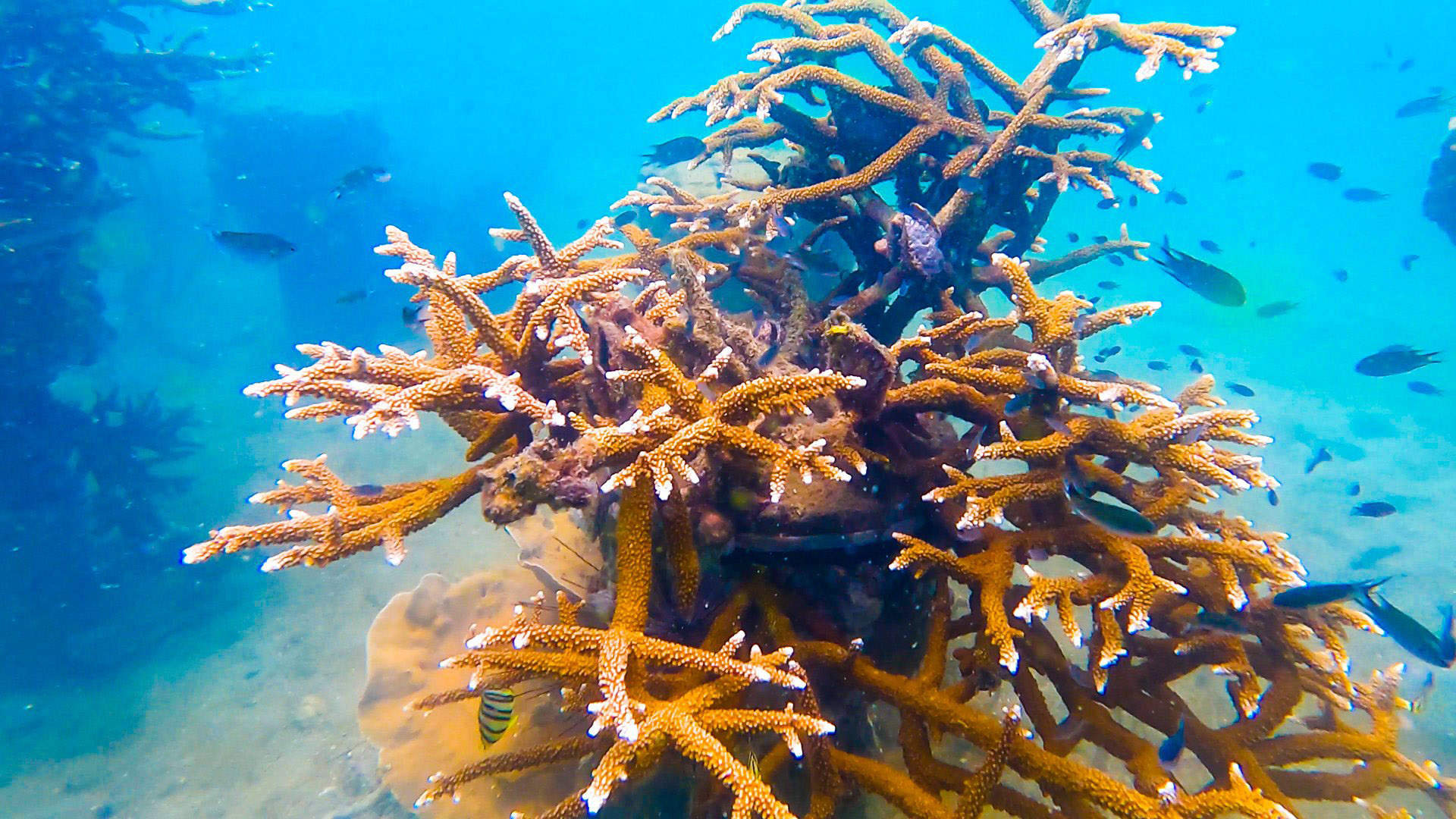 Khu san hô nhân tạo sở hữu nhiều loại san hô đặc sắc và các loài sinh vật biển phong phú. Tận hưởng kỳ nghỉ thú vị với đầy đủ các hoạt động như lặn biển, đi tàu thuyền và khám phá đáy biển. Bạn sẽ không thể bỏ qua cơ hội tuyệt vời này.