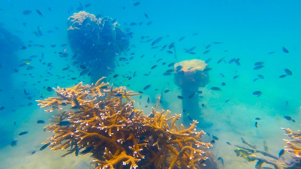 Đặc biệt là xung quanh khu vực san hô nhân tạo có nhiều loài hải sản đến sinh sống.