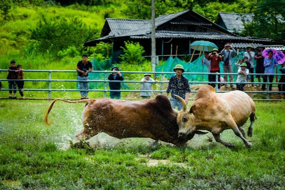 Giải thưởng cho mỗi cuộc thi bò chận trước hết là tạo được niềm vui, háo hức cho mỗi gia đình nuôi bò và đông đảo người xem. Ảnh: Hồ Xuân Thành