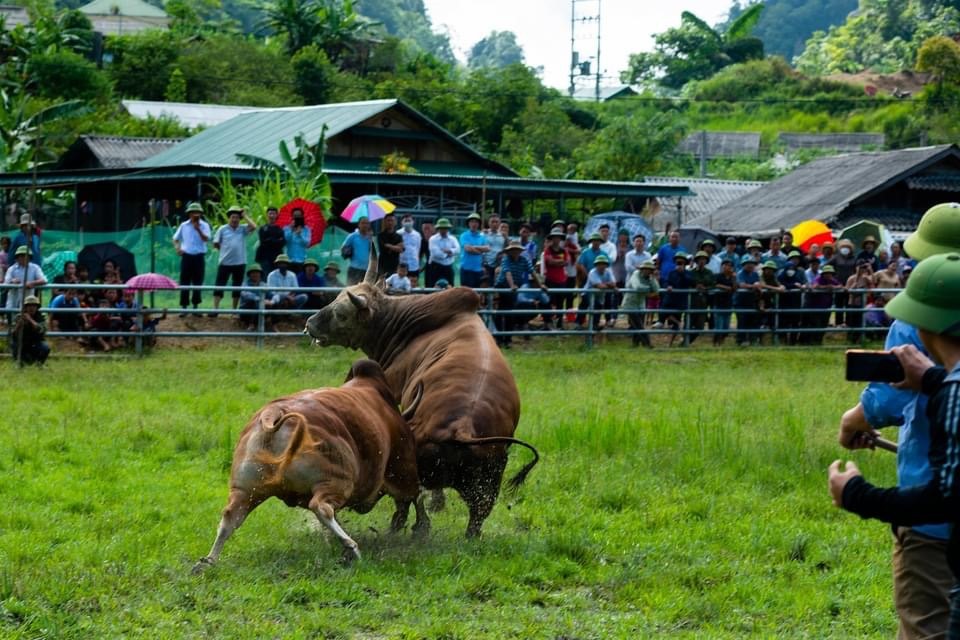 Giải thưởng cho mỗi cuộc thi bò chận trước hết là tạo được niềm vui, háo hức cho mỗi gia đình nuôi bò và đông đảo người xem. Ảnh: Hồ Xuân Thành