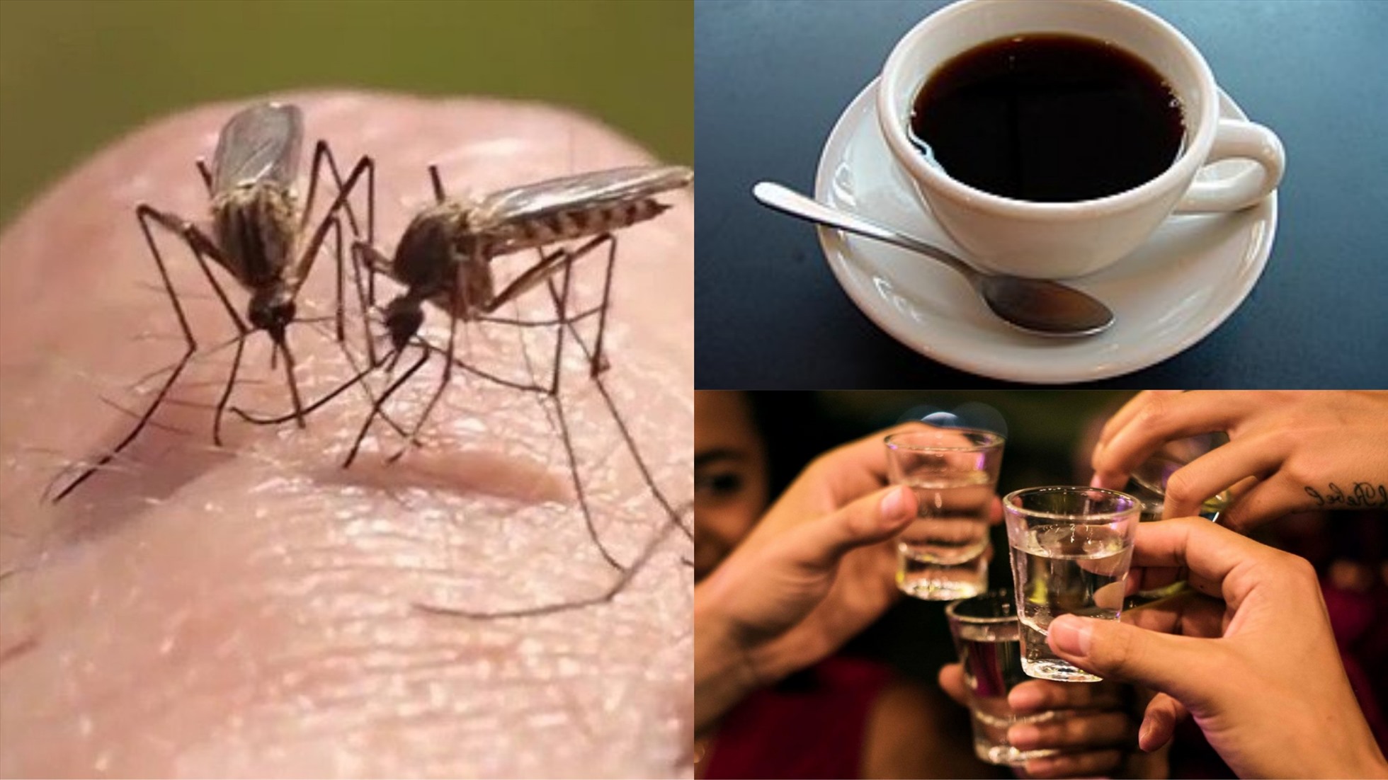 Cà phê và rượu bia là những thực phẩm có khả năng khiến bạn bị muỗi đốt cao hơn (Ảnh đồ họa: Hàn Lâm)