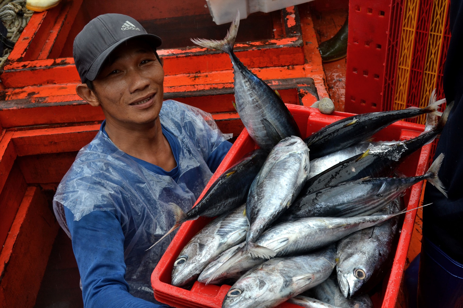 Nhiều tàu cá bội thu cá ngừ sọc dưa, tuy nhiên do giá dầu leo thang, trong khi giá cá ngừ sọc dưa vẫn ở mức 26.000 đồng/kg, không tăng so với mọi năm, khiến niềm vui của ngư dân chưa trọn vẹn.