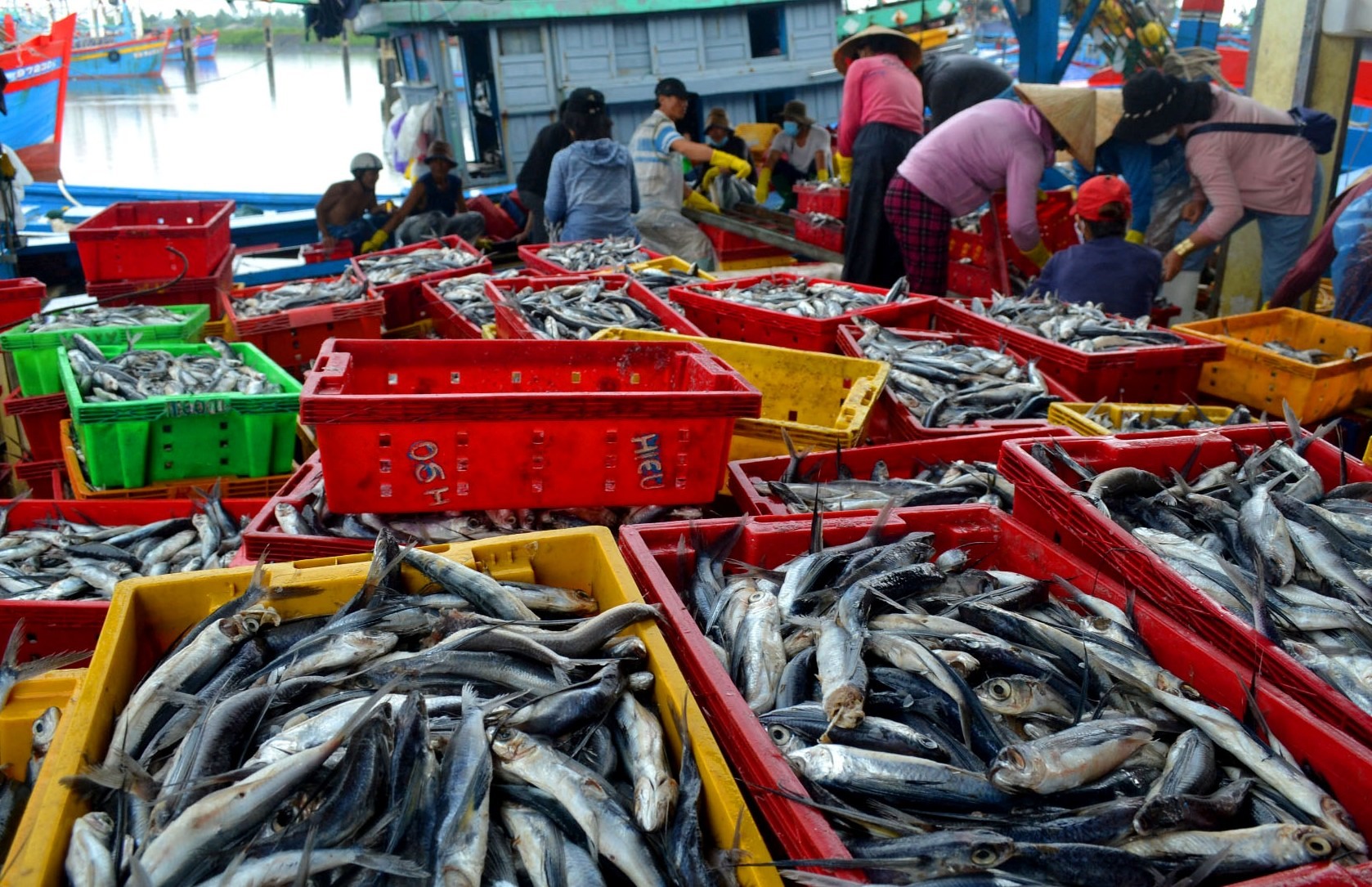 Giá cá chuồng thu mua tại cảng 13.000 đồng/kg. Với giá thu mua này, nhiều tàu cá của ngư dân lỗ tổn sau mỗi chuyến ra khơi vì giá dầu tăng cao.