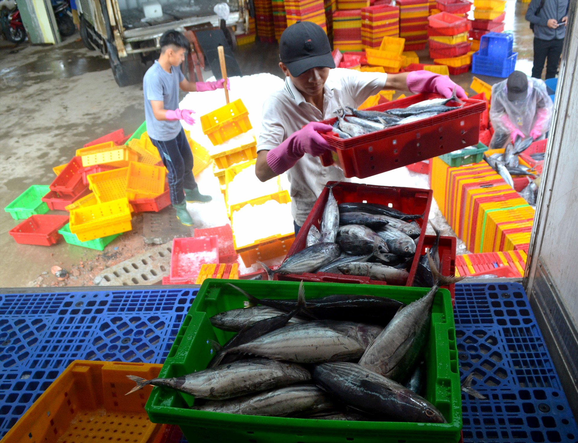 Cá sau khi thu mua tại các cảng cá Tịnh Hòa, Sa Kỳ… được tiêu thụ ở tỉnh Quảng Ngãi và vận chuyển đi các tỉnh miền Trung- Tây Nguyên.