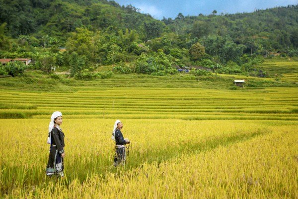 Mùa lúa chín vàng tại đây sẽ cho bạn những bức hình đẹp. Ảnh: Du lịch Cao Bằng.