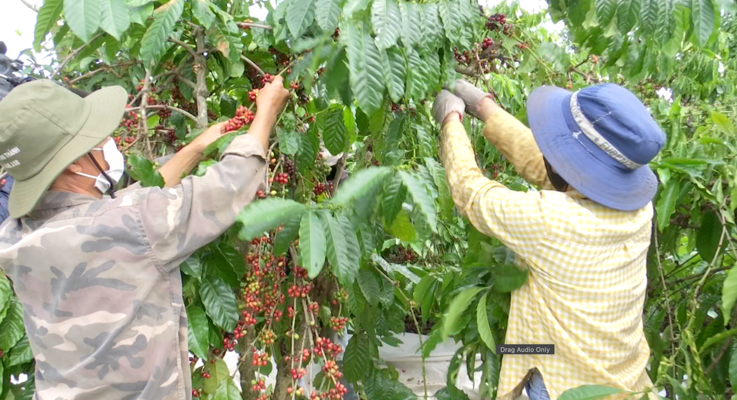 Người dân Đắk Lắk thu hoạch cà phê. Ảnh: Bảo Trung