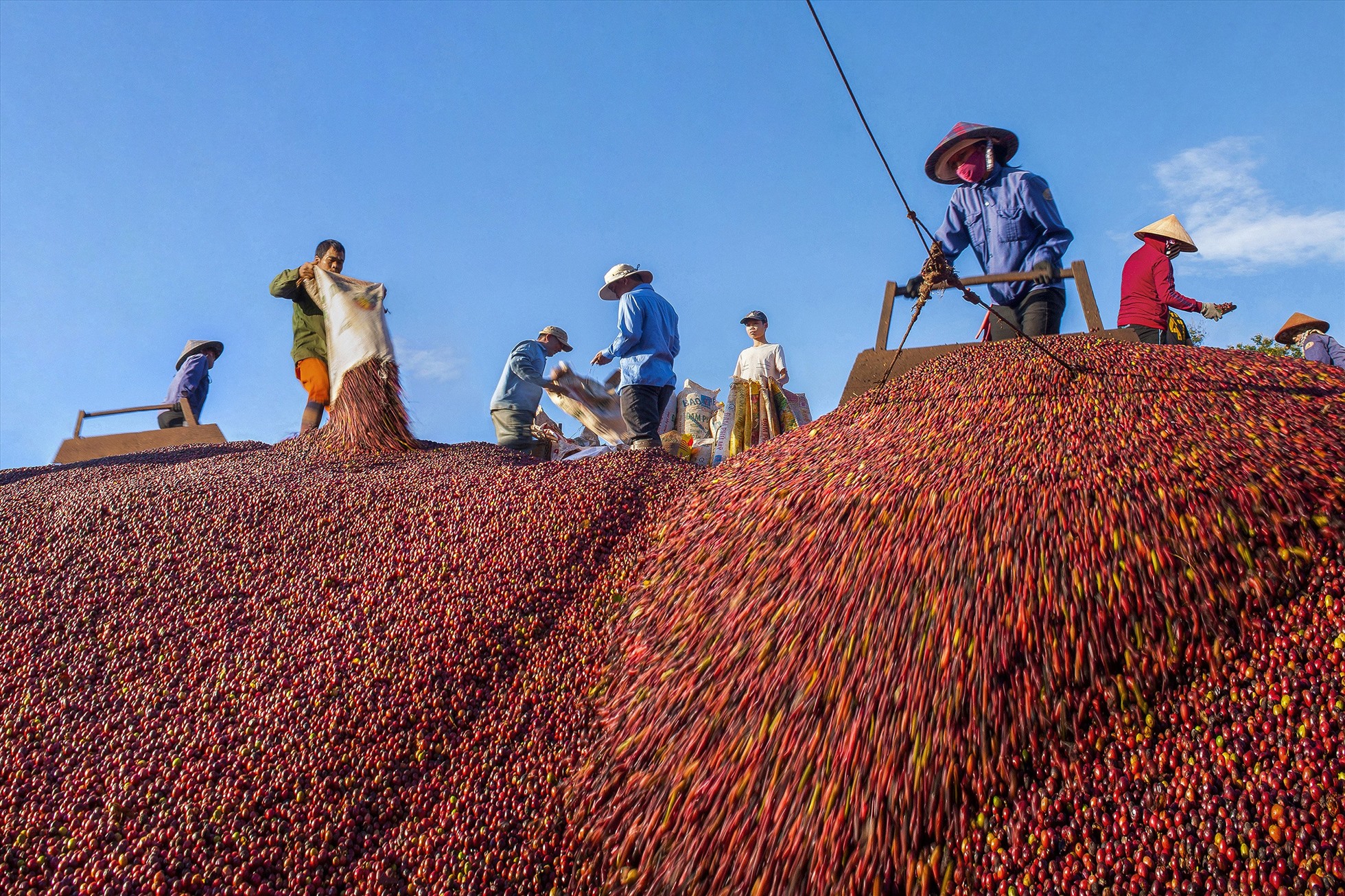 Năm 2022 cà phê là một trong những ngành hằng tăng tỷ trọng xuất khẩu của tỉnh Đắk Lắk. Ảnh: Phan Tuấn