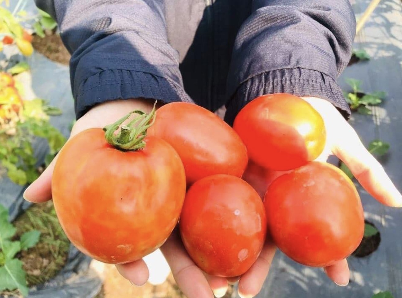Cà chua giúp cân bằng lượng dầu tự nhiên, cấp ẩm cho da. Ảnh: Phan Cúc