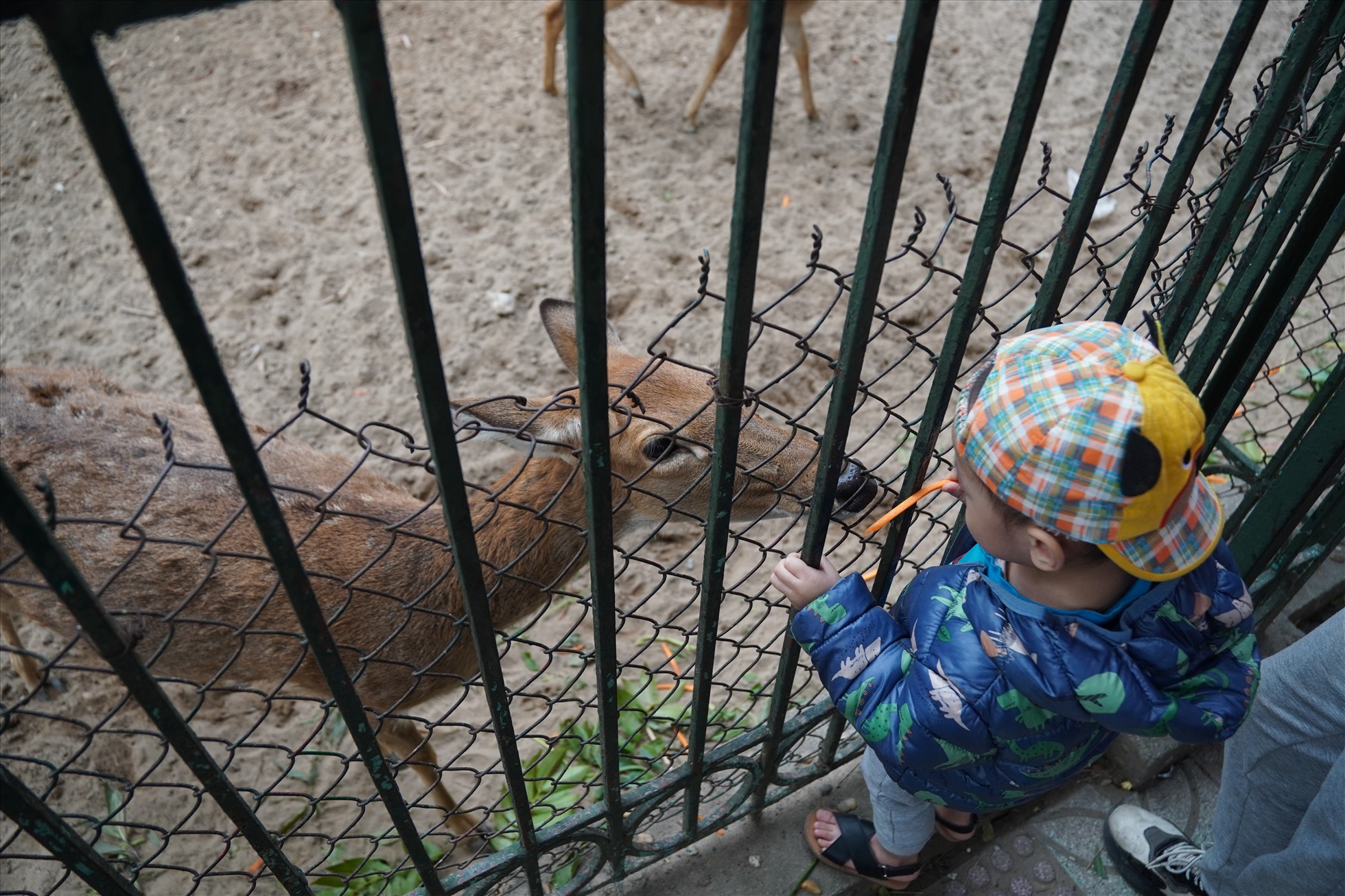 Các em nhỏ thích thú khi được tham quan, khám phá các con vật trong Công viên Thủ Lệ.