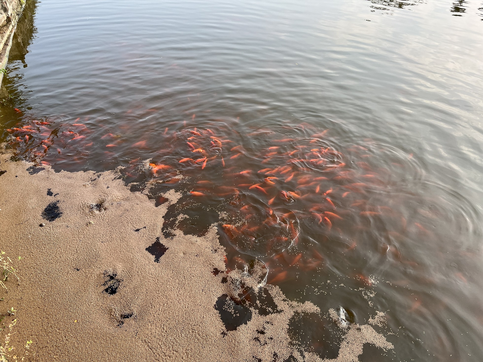 Cá chép đỏ phải được nuôi bằng nước sạch, cho ăn đầy đủ dinh dưỡng. Ảnh: Nguyễn Thúy.